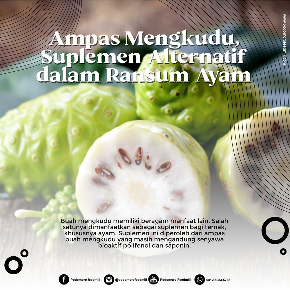 Ampas mengkudu merupakan limbah dari perasan sari mengkudu yang masih mengandung senyawa bioaktif polifenol dan saponin... 
