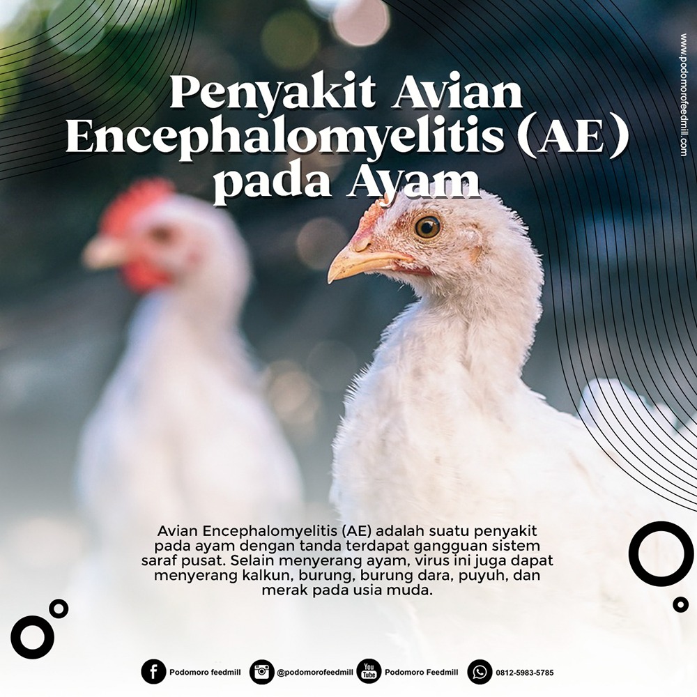 Avian Encephalomyelitis (AE) atau yang sering disebut epidemic tremor adalah suatu penyakit pada ayam dengan tanda terdapat gangguan sistem saraf pusat....