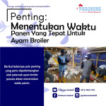 Foto thumbnail Menentukan Waktu Panen Yang Tepat Untuk Ayam Broiler
