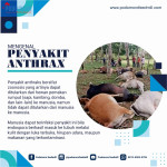 Foto thumbnail Mengenal Penyakit Antraks Yang Mematikan