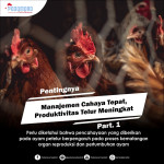 Foto thumbnail Manajemen Cahaya Tepat, Produktivitas Telur Meningkat