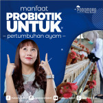 Foto thumbnail Manfaat Probiotik Untuk Pertumbuhan Ayam
