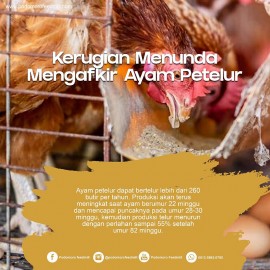 Foto thumbnail Kerugian Menunda Mengafkir Ayam Petelur