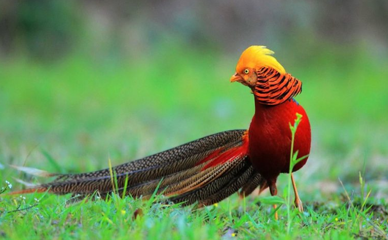 Golden Pheasant