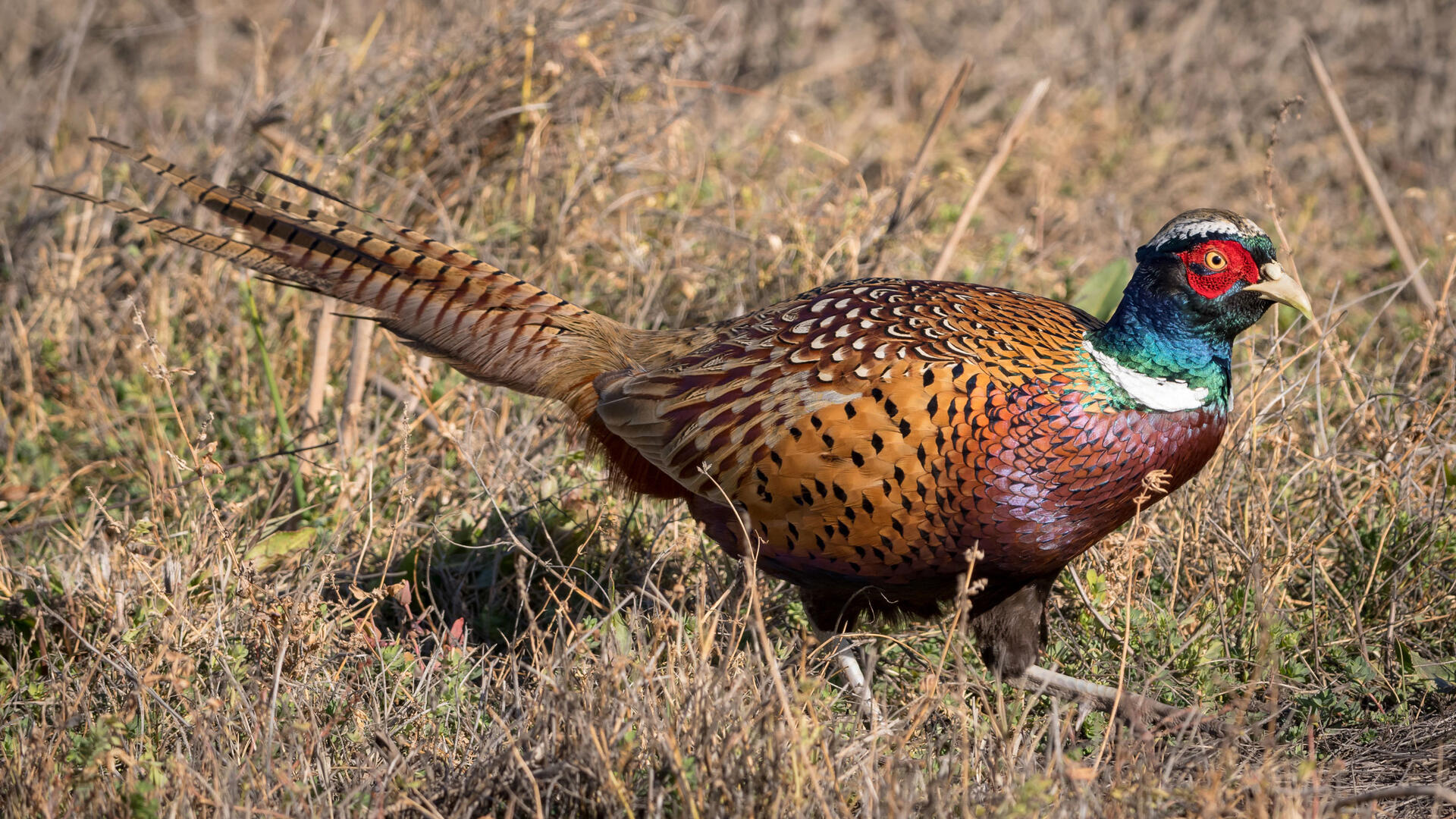 Ringnecked Pheasant