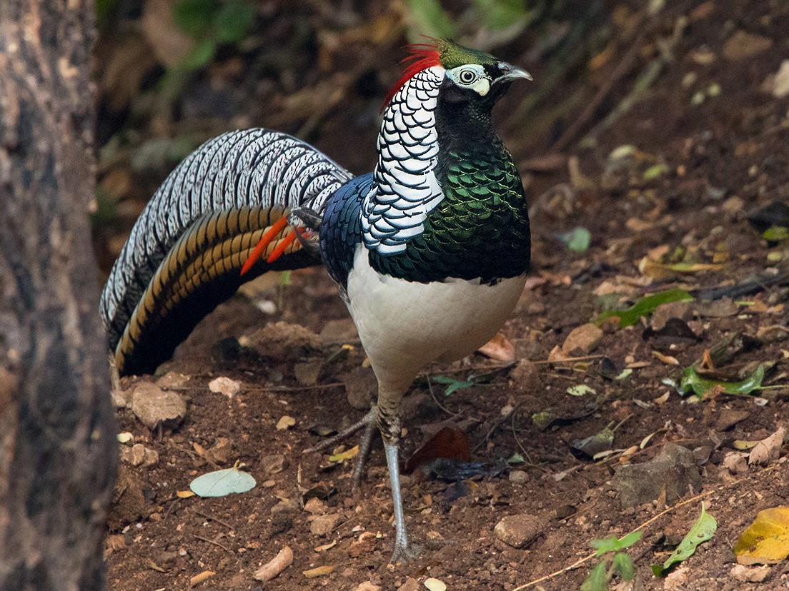 Lady Amherst Pheasant