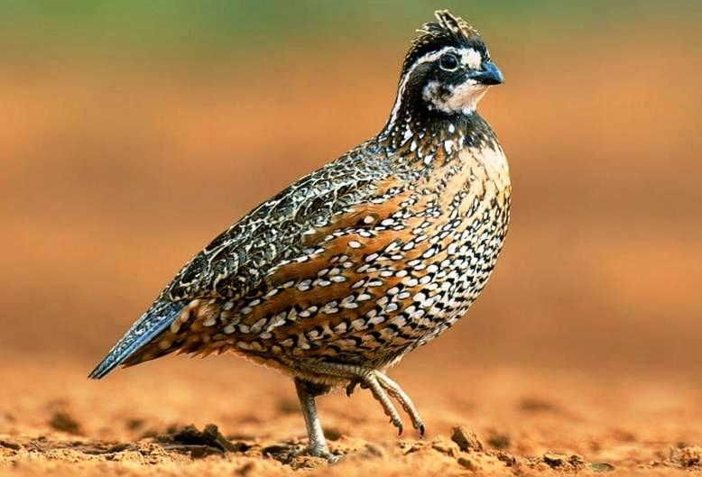 Bobwhite