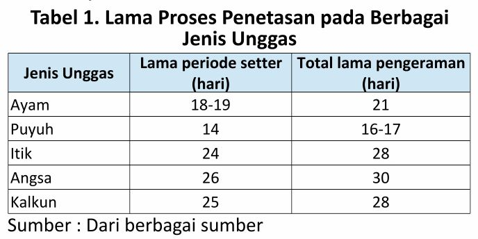 Lama proses penetasan