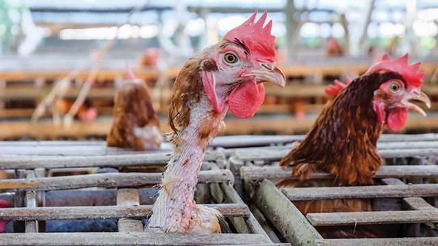 Ayam Petelur Afkir
