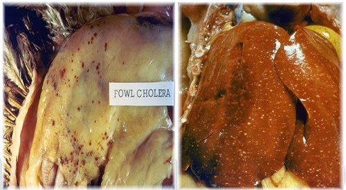 titik titik perdarahan pada lemak abdomen dan jantung, bintik-bintik putih akibat kerusakan sel 