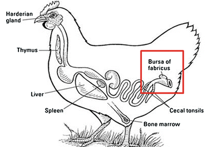 Bursa Fabricius