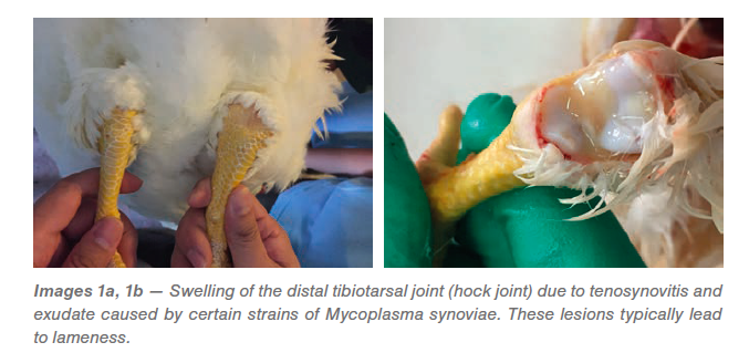 radang sendi pada ayam