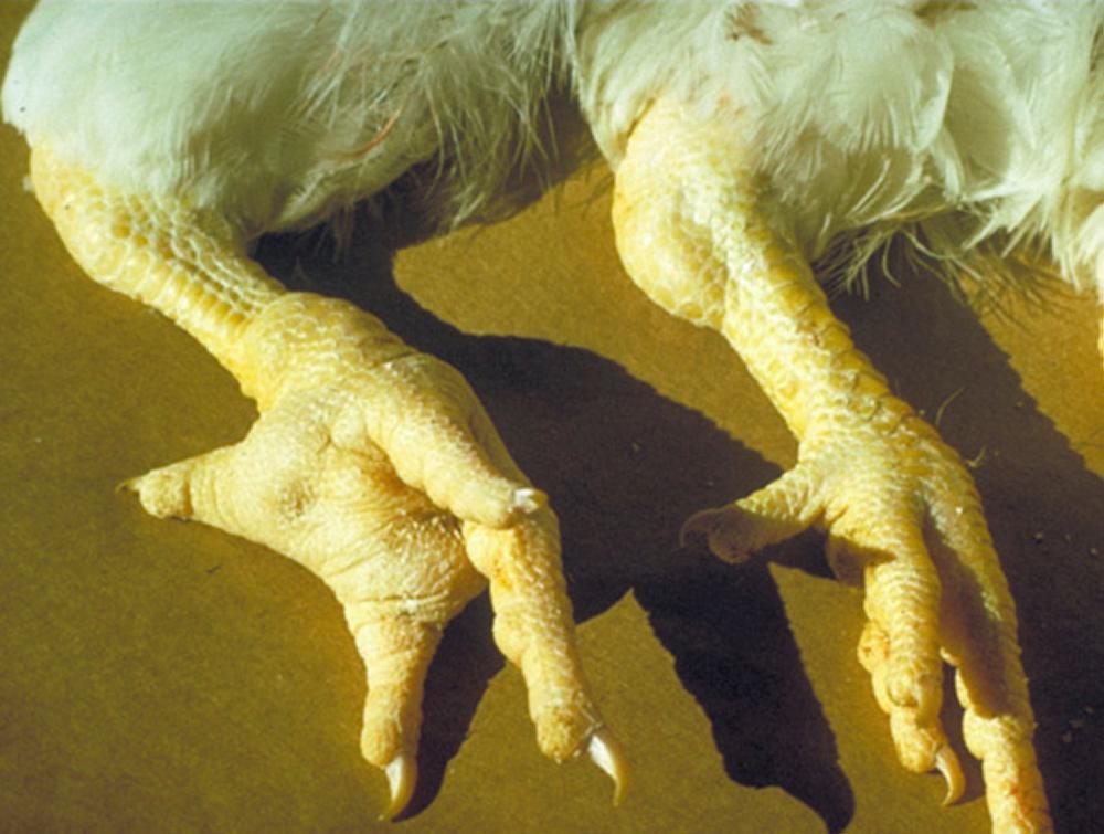 radang sendi pada ayam 