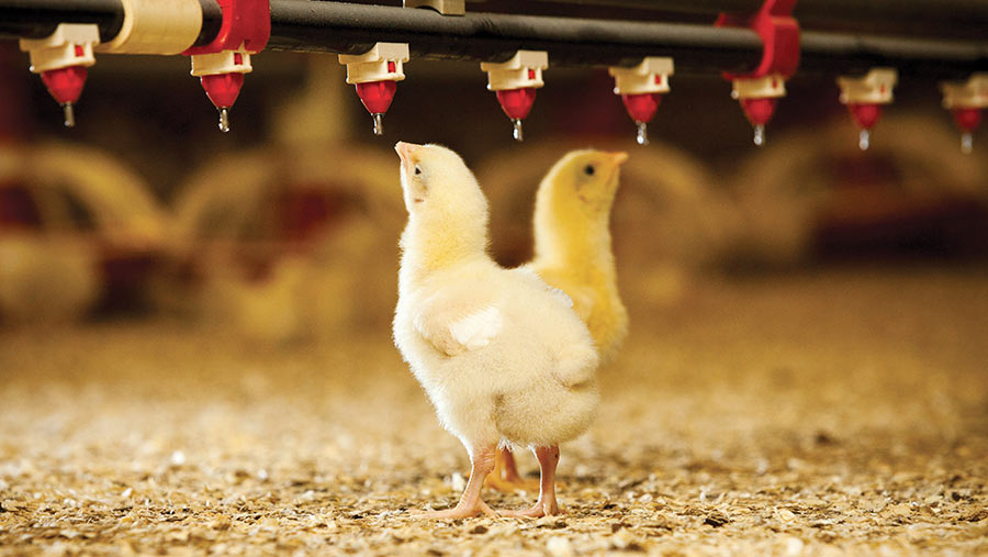 Nipple Air Minum Ayam