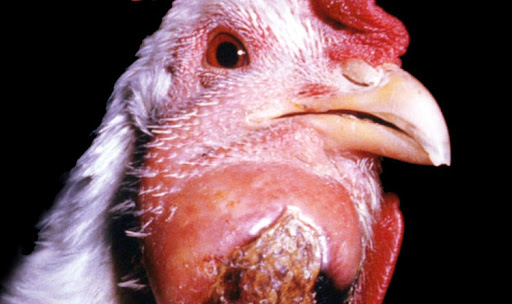 Pial membengkak berisi cairan luka akibat infeksi bakteri 