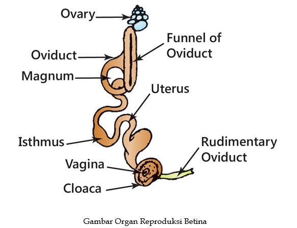 saluran reproduksi ayam betina