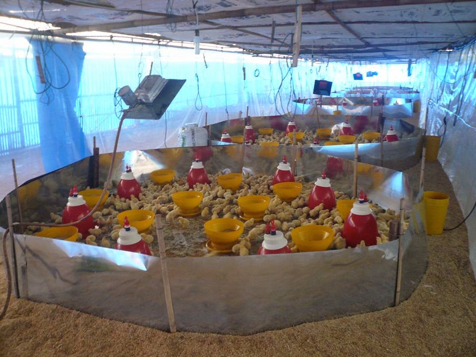 Brooding, Tirai dalam