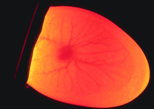 telur fertil hasil candling