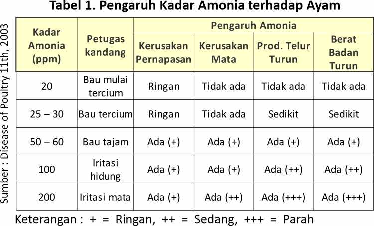 pengaruh amonia terhadap petugas kandang dan kesehatan unggas
