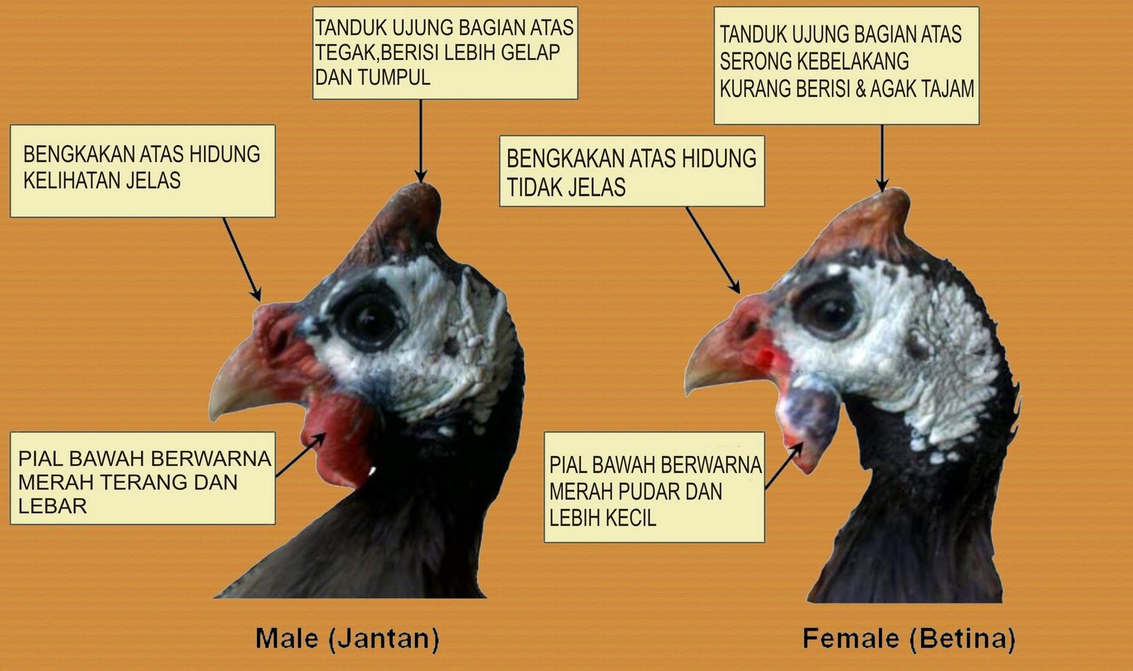 Perbedaan ayam mutiara jantan dan betina