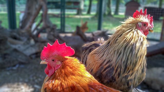 ayam dan burung