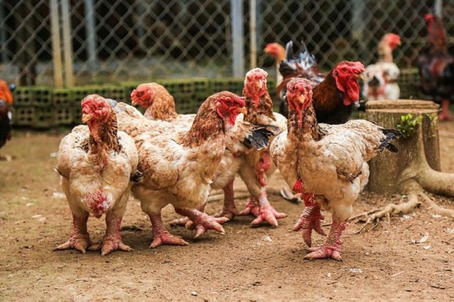 ayam dong tao dari vietnam