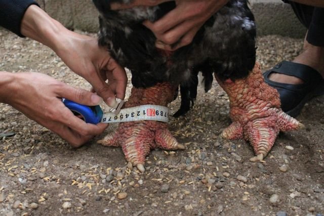 si ayam kaki naga atau kaki gajah