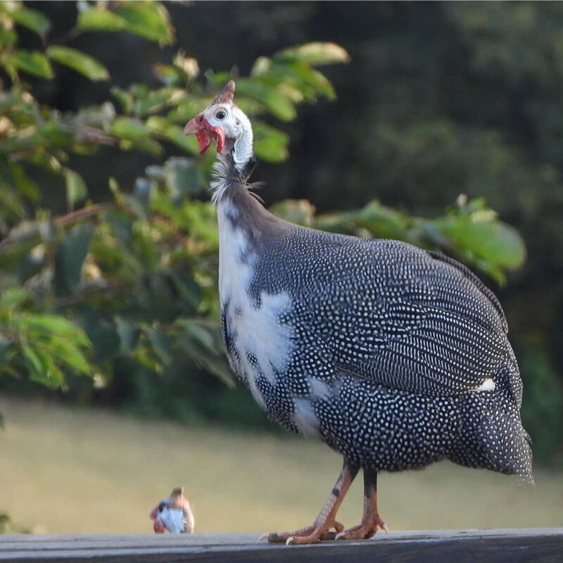 Ayam Mutiara Plangkok