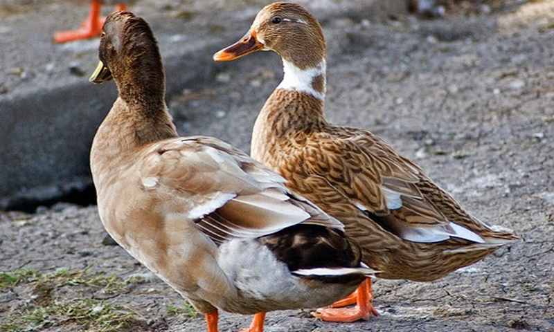 bebek tiktok pedaging unggul