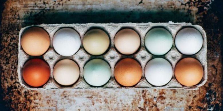 CANGKANG TELUR BERWARNA BEDA KENAPA