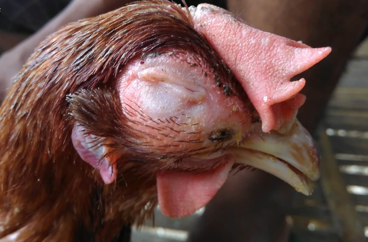 pembangkakan sinus infraorbitalis pada ayam karena terinfeksi coryza