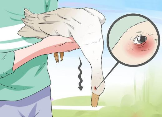 penyakit keracunan pada itik (botulisme pada itik)