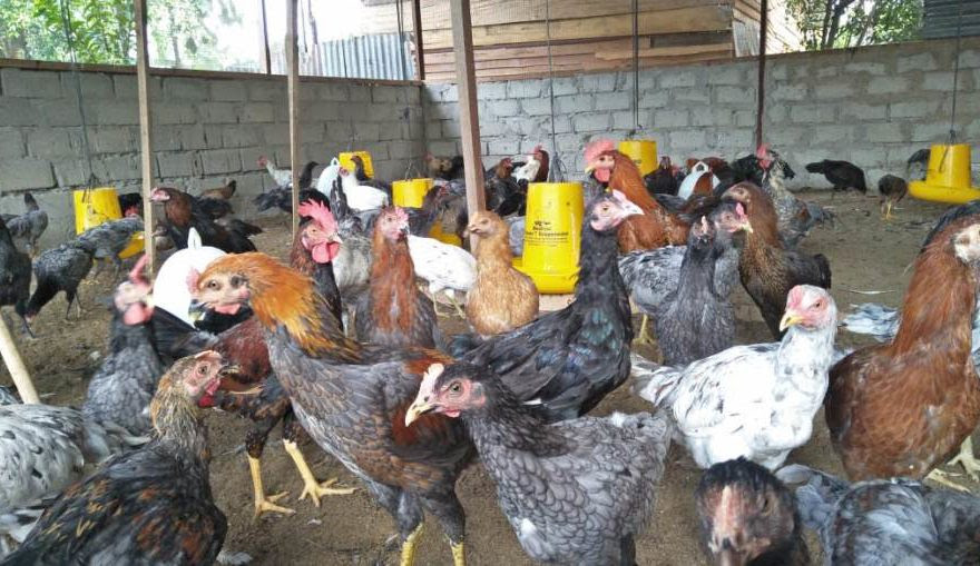 ayam joper