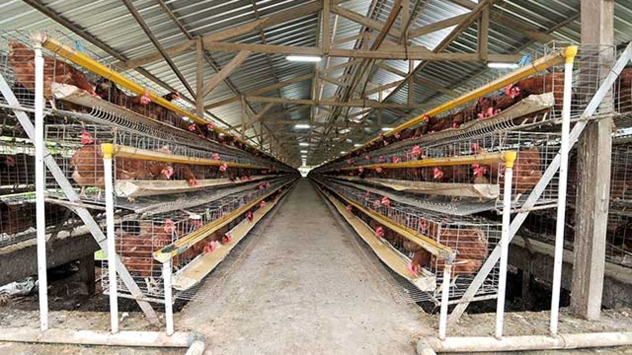 kandang ayam petelur