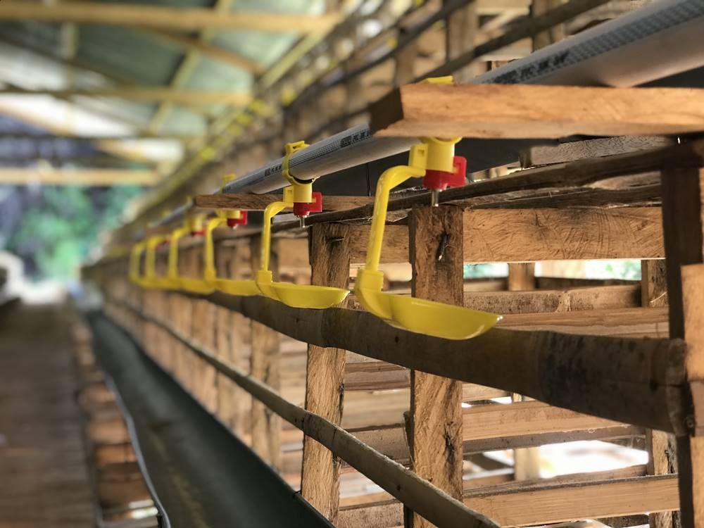 nipple drinker in farm