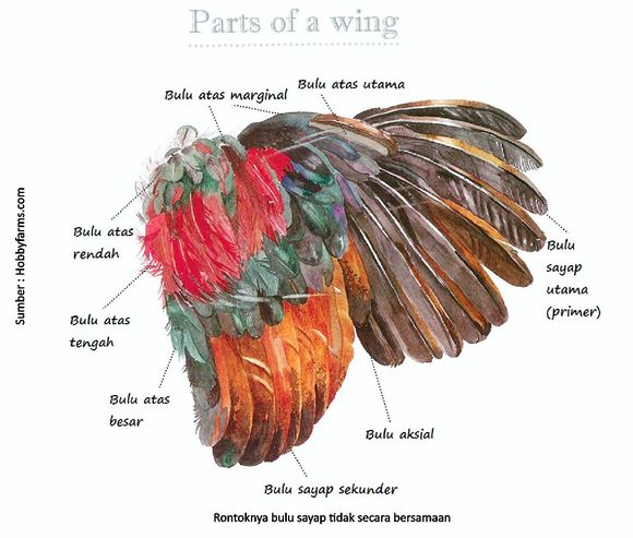 sayap bulu rontok