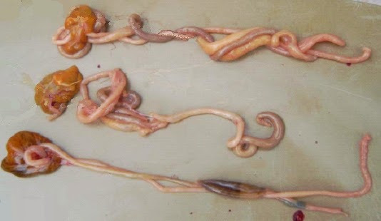 sisa kuning telur anak ayam 