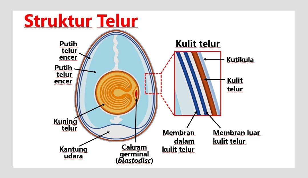 Struktur telur
