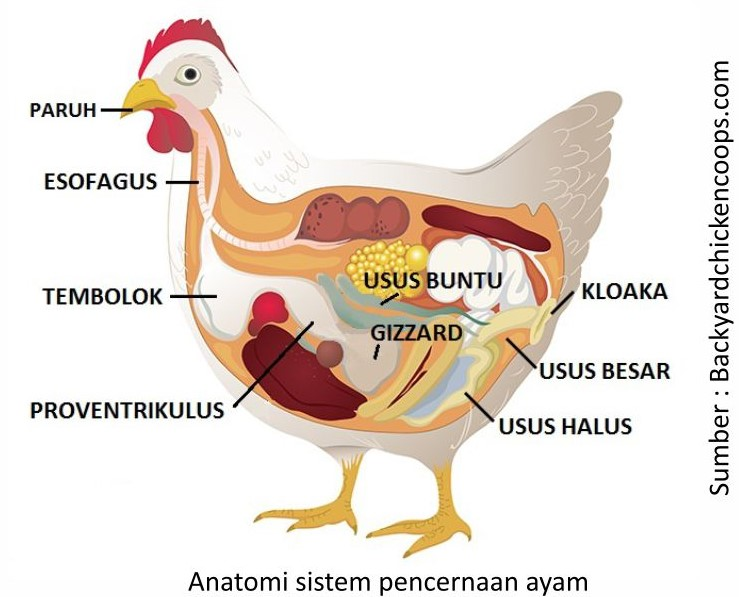 Sistem pencernaan ayam 