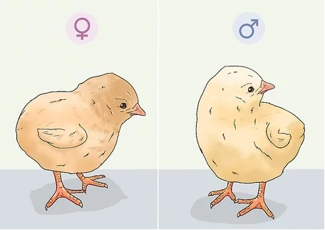 Warna bulu anak ayam jantan dan betina