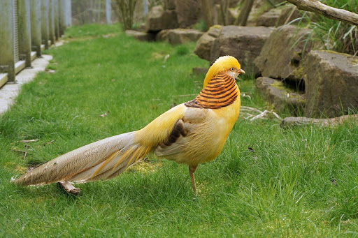 Yellow Pheasant