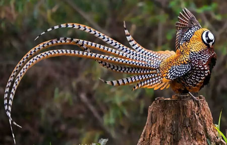 Reeves&rsquo;s Pheasant