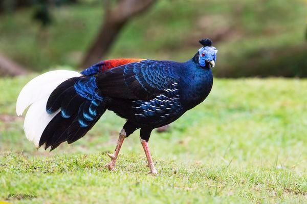 Fireback Pheasant/Sempidan