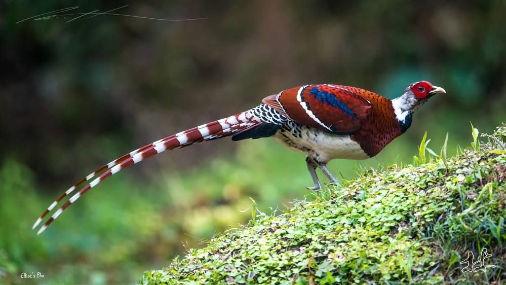 Elliot Pheasant