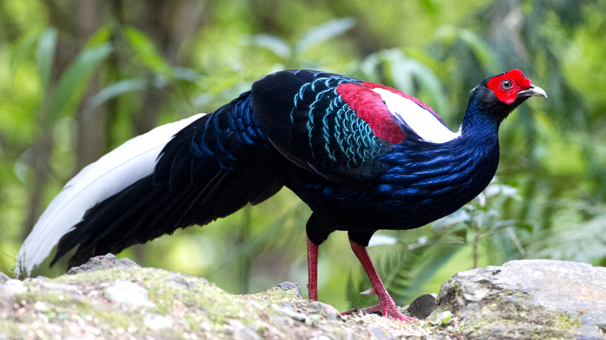 Swinhoe's Pheasant