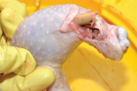 patah tulang pada ayam