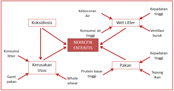 Faktor Predisposisi&nbsp;Necrotic Enteritis
