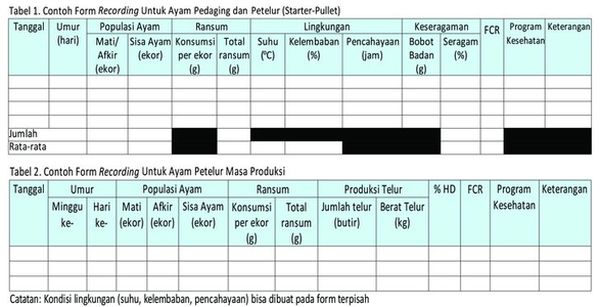 recording ayam petelur
